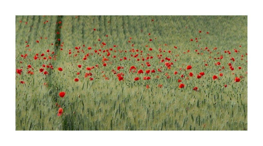 18954718_751252035053941_2422687087926129481_o 18954718 751252035053941 2422687087926129481 o