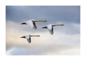 DSC09180deux1a4 10luminositéun1web 2