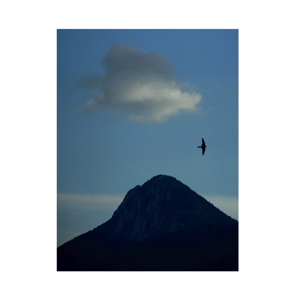 Livre Alphabet hirondelles PRINT-54 Livre Alphabet hirondelles PRINT 54