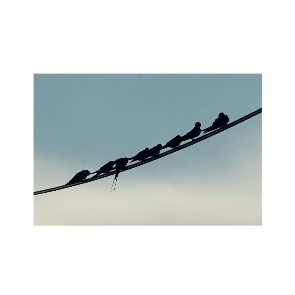 Livre Alphabet hirondelles PRINT-87 Livre Alphabet hirondelles PRINT 87