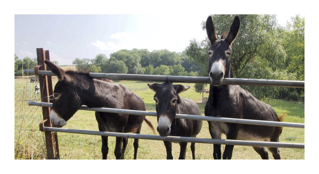 OLYMPUS DIGITAL CAMERA 6a grand 40 x 20 PS 1