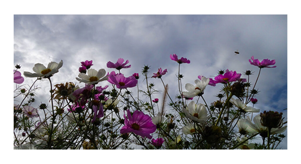 DSC03347web3 1 DSC03347web3 1