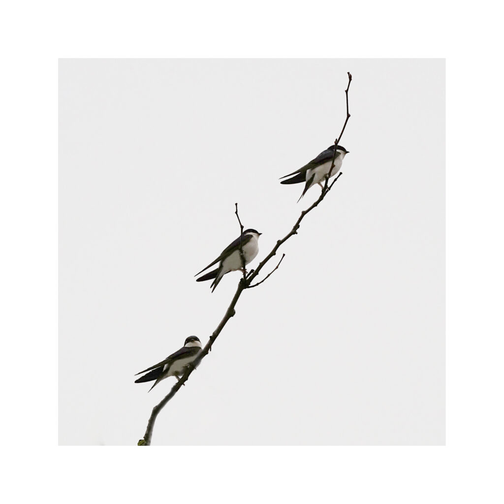 DSC07032un8ok DSC07032un8ok