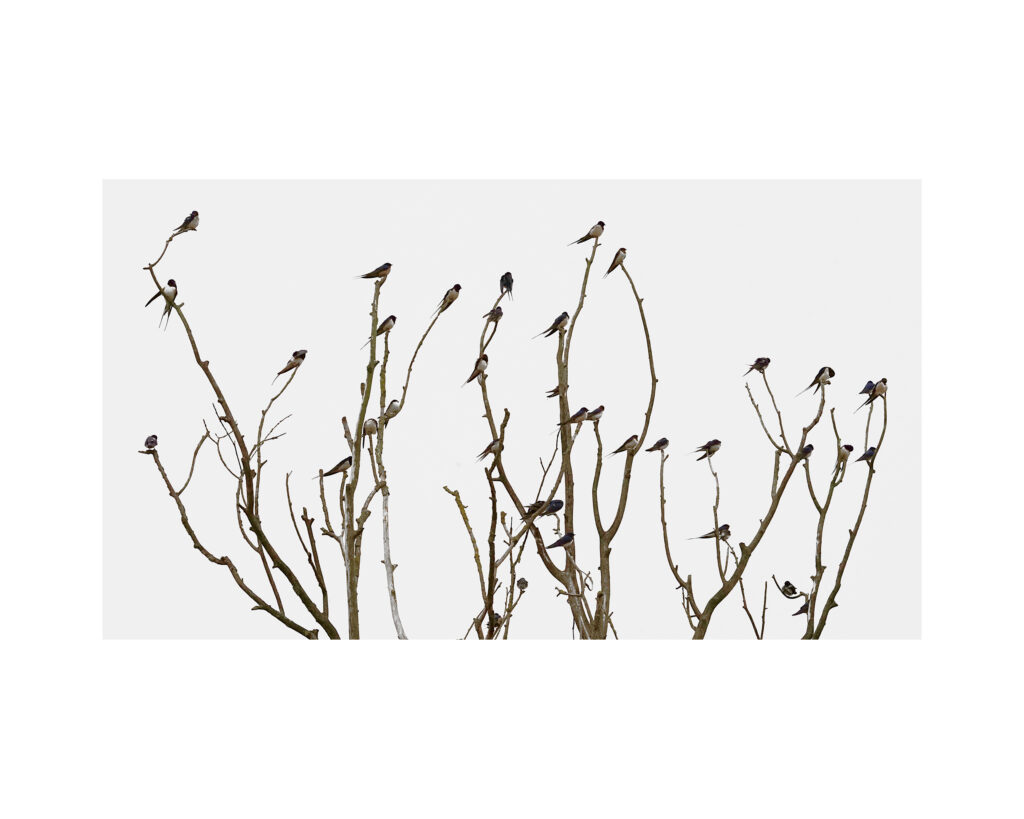 DSC07191un8ok40x22a1l DSC07191un8ok40x22a1l