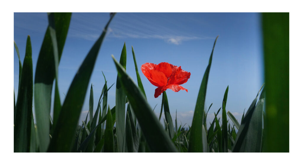 DSC07853web 1 DSC07853web 1