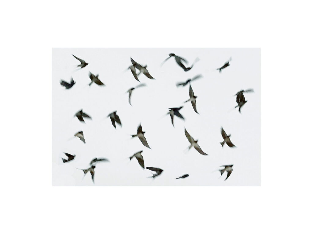 DSC09099deux17 18×24 DSC09099deux17 18x24 1