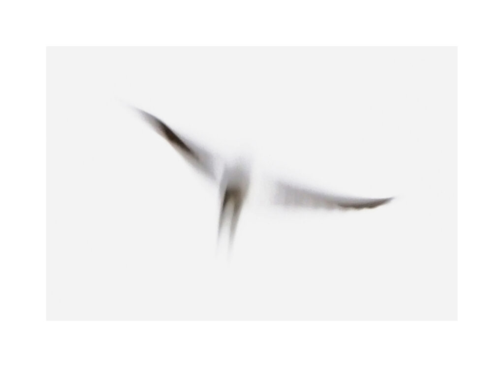 DSC09877trois10l DSC09877trois10l