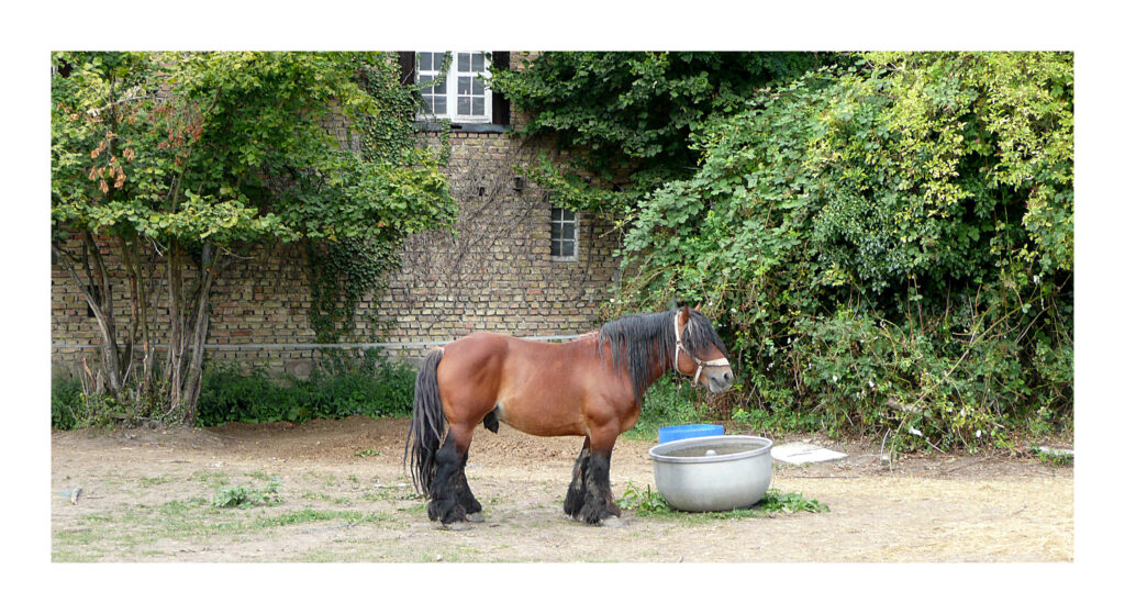 P1090353web2 1 P1090353web2 1