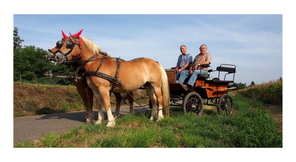 OLYMPUS DIGITAL CAMERA P9220166web 1