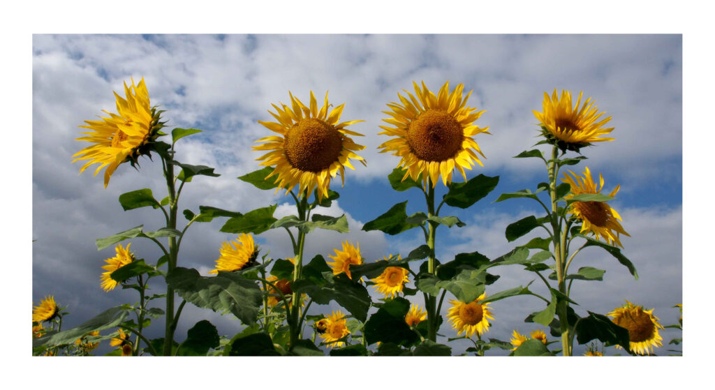 OLYMPUS DIGITAL CAMERA PA120043web1 1