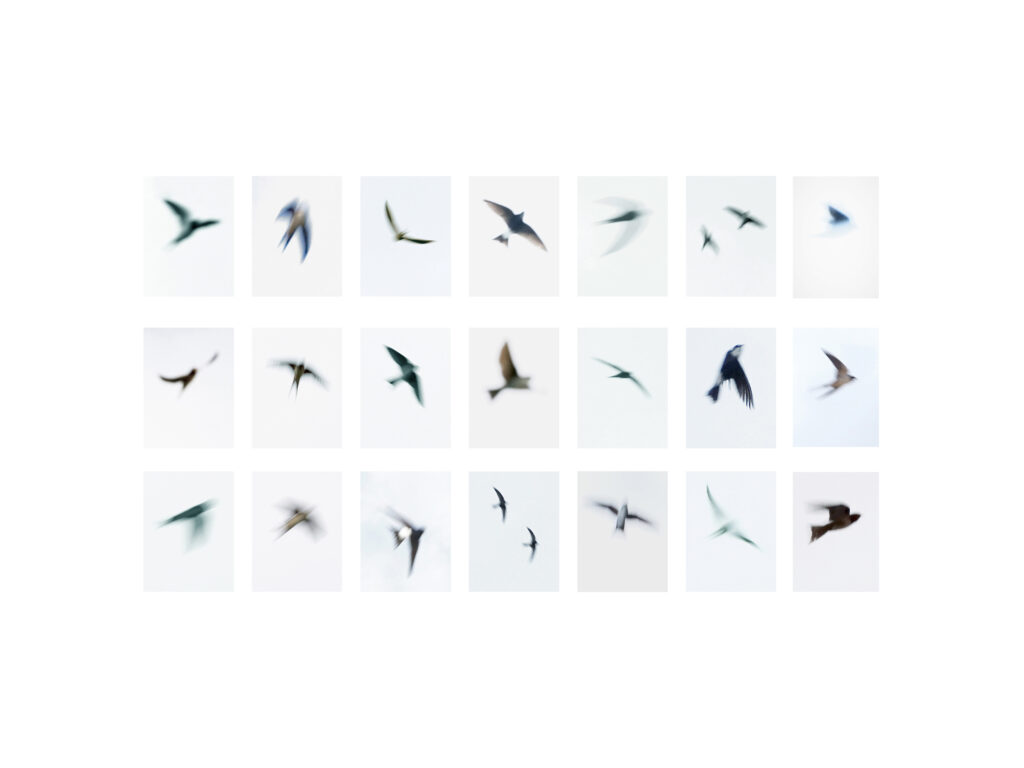 Planche hirondelles 4 50×40 Planche hirondelles 4 50x40 1