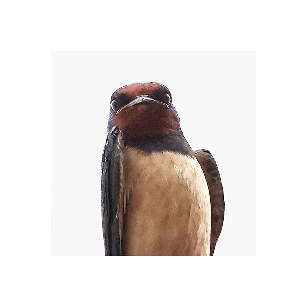 p79nouveau 2 20×20 p79nouveau 2 20x20 2