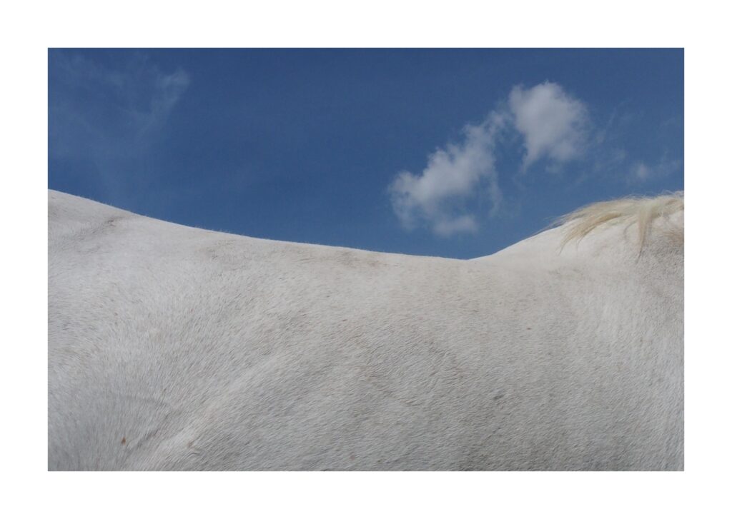 OLYMPUS DIGITAL CAMERA 10