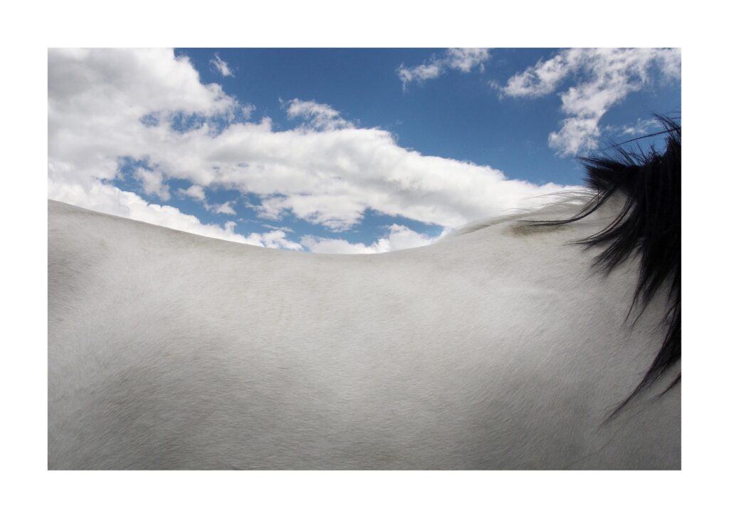 OLYMPUS DIGITAL CAMERA 11 1