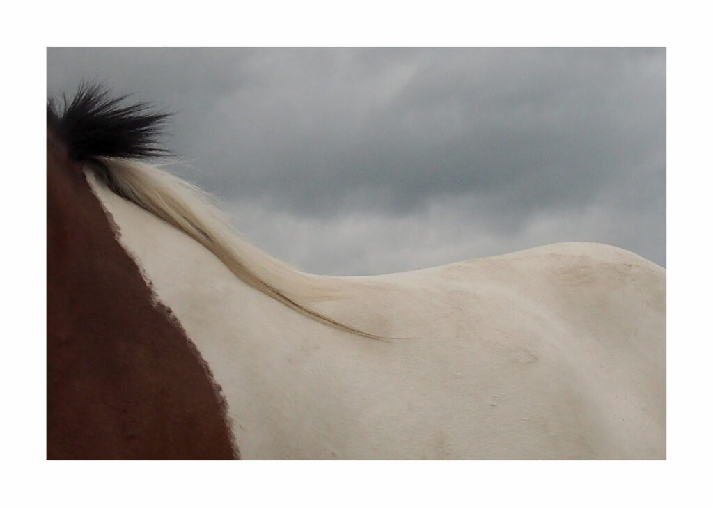 OLYMPUS DIGITAL CAMERA 12 1