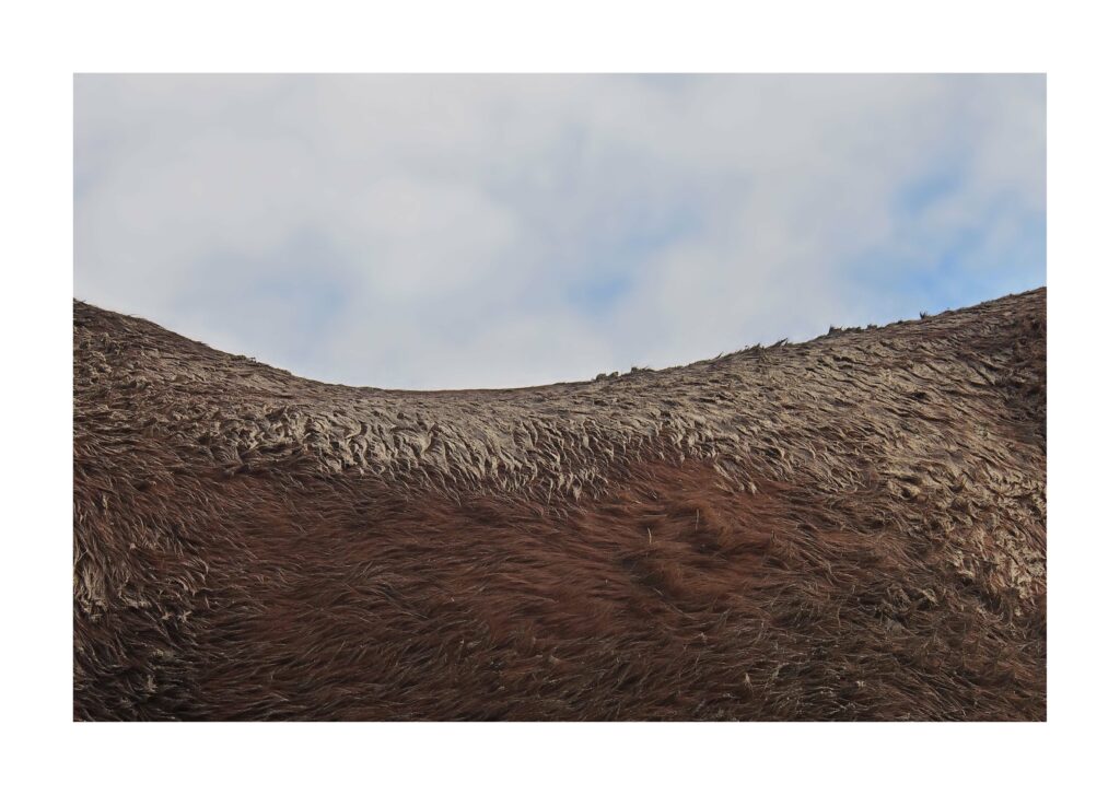 OLYMPUS DIGITAL CAMERA 8