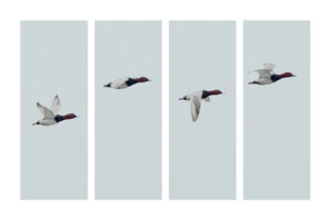 Sans titre 1 serie 9l