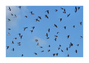 DSC09912un9 62hirondelles6ok 1l