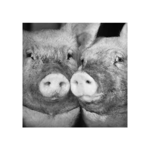 p 49 tirage genevieve 2l