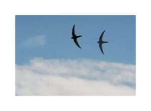 DSC06819deux15l